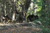 dsc_0009.jpg