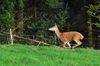 dsc_0005.jpg