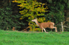 dsc_0006.jpg