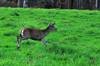 dsc_0009.jpg