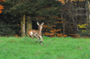 dsc_0010.jpg