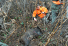 dsc_0012.jpg