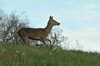 dsc_0015.jpg