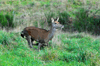 dsc_0018.jpg