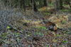 dsc_0015.jpg