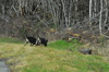 dsc_0011.jpg