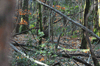 dsc_0035.jpg