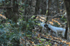 dsc_0036.jpg