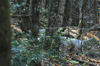 dsc_0037.jpg