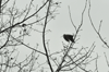 dsc_0044.jpg