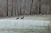 dsc_0009.jpg