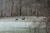 dsc_0011.jpg
