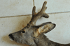 dsc_0022.jpg