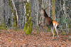 dsc_0037.jpg