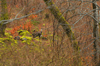 dsc_0018.jpg