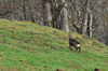 dsc_0050.jpg