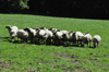 dsc_0004.jpg
