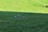 dsc_0007.jpg