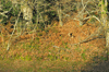 dsc_0009.jpg