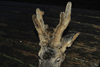 dsc_0008.jpg