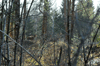 dsc_0001.jpg