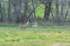 dsc_0018.jpg
