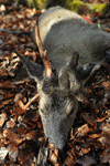 dsc_0033.jpg