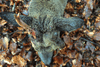 dsc_0036.jpg