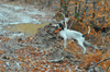 dsc_0010.jpg