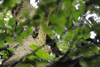 dsc_0009.jpg