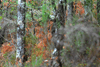 dsc_0005.jpg
