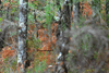 dsc_0006.jpg