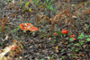 dsc_0003.jpg