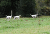 dsc_0015.jpg