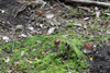 dsc_0016.jpg
