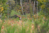 dsc_0017.jpg