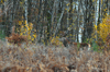 dsc_0005.jpg