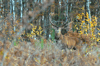 dsc_0006.jpg