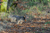 dsc_0003.jpg