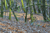 dsc_0001.jpg