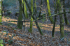dsc_0002.jpg