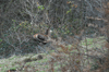 dsc_0020.jpg