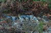 dsc_0003.jpg