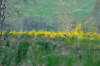 dsc_0006.jpg
