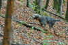 dsc_0003.jpg