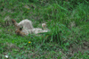 dsc_0006.jpg