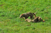 dsc_0004.jpg