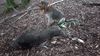 dsc_0009.jpg