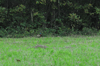 dsc_0011.jpg
