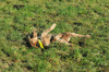 dsc_0002.jpg